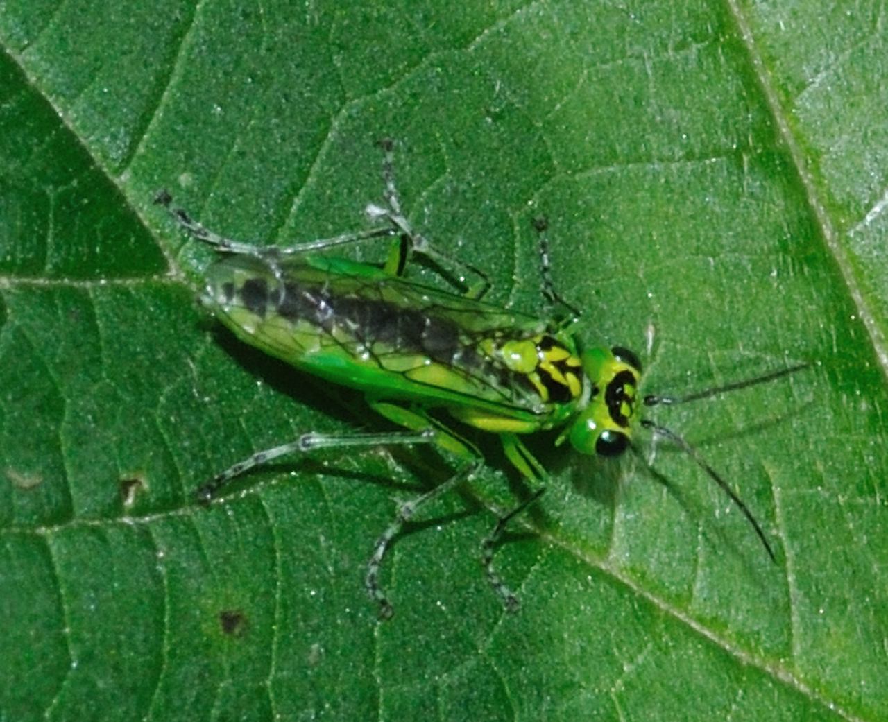 Rhogogaster cfr viridis